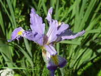Ирис разноцветный, голубой – Iris versicolor L.