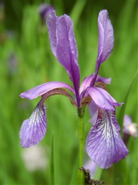 Ирис сибирский – Iris sibirica L.