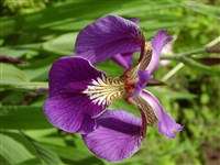 Ирис щетиноносный – Iris setosa Pall.