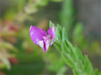 Истод мелколистный – Polygala pauciflora Willd.