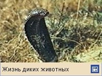 КОБРЫ (среднеазиатская кобра)