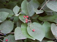 Калина гордовиноподобная, ольхолистная – Viburnum lantanoides Michx.