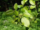 Калина лентаго, канадская гордовина – Viburnum lentago L. (2)