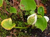 Калла болотная – Calla palustris L. (2)