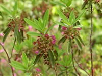 Кальмия узколистная – Kalmia angustifolia L.
