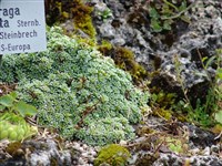 Камнеломка окаймленная – Saxifraga marginata Sternb.