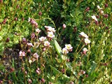 Камнеломка розовая – Saxifraga rosacea Moench. (2)