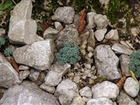 Камнеломка серо-голубая – Saxifraga caesia L.