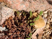 Камнеломка супротивнолистная, пурпурная – Saxifraga oppositifolia L.