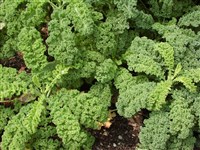 Капуста огородная – Brassica oleracea L. (1)