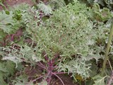 Капуста огородная – Brassica oleracea L. (2)