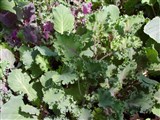 Капуста огородная – Brassica oleracea L. (3)