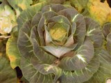 Капуста огородная – Brassica oleracea L. (4)