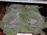 Капуста огородная – Brassica oleracea L. (6)