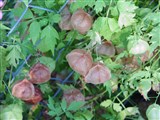 Кардиоспермум халикакабовый – Cardiospermum halicacabum L. (2)