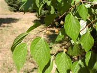 Каркас кавказский – Celtis caucasica Willd.