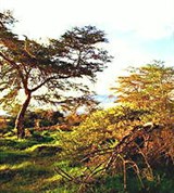 Кения (кенийский пейзаж)