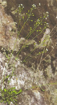Кернера скальная – Kernera saxatilis (L.) Rchb.