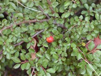 Кизильник прижатый – Cotoneaster adpressus Bois.