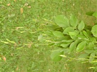 Кладрастис желтый, Кентукки, красильный – Cladrastis lutea (Michx.f.) K.Koch.