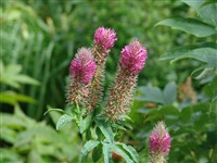 Клевер крупноголовчатый – Trifolium macrocephalum (Pursh) Poir.