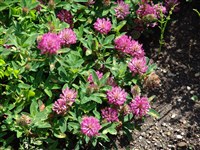 Клевер луговой, красный, пурпурный – Trifolium pratense L.