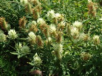 Клевер паннонский, венгерский – Trifolium pannonicum L.