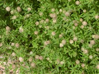 Клевер пашенный, котики – Trifolium arvense L.