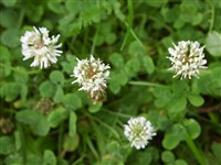 Клевер ползучий, белый – Trifolium repens L.