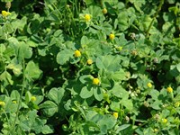 Клевер сомнительный, малый, желтый, полегающий – Trifolium dubium Sibth.