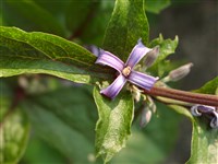 Клематис борщевиколистный – Clematis heracleifolia D.C. (1)