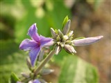 Клематис борщевиколистный – Clematis heracleifolia D.C. (3)