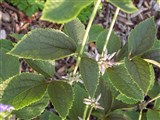 Клематис борщевиколистный – Clematis heracleifolia D.C. (4)