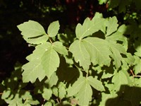 Клён бумажнокорый – Acer griseum (Franch) Pax.