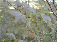 Клён монпелийский, трёхлопастный – Acer monspessulanum L.