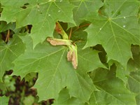 Клён остролистный, платановый, норвежский – Acer platanoides L. (1)