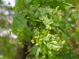Клён остролистный, платановый, норвежский – Acer platanoides L. (2)