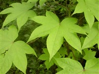 Клён светлый, каппадокийский, кавказский, колхидский – Acer laetum C.A.Mey