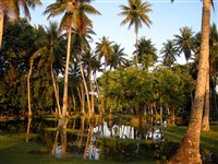 Кокосовые пальмы (Микронезия)