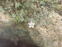 Колокольчик трехзубчатый – Campanula tridentata Schreb.