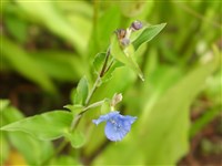 Коммелина клубневая – Commelina tuberosa L.