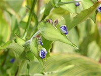 Коммелина небесно-голубая – Commelina coelestis Willd.