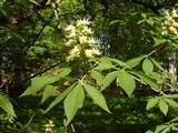 Конский каштан голый – Aesculus glabra Willd. (2)