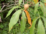 Конский каштан голый – Aesculus glabra Willd. (3)