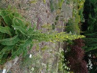 Коровяк олимпийский – Verbascum olimpicum Boiss. (1)