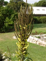 Коровяк олимпийский – Verbascum olimpicum Boiss. (2)