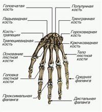 Кости правой кисти (вид спереди)