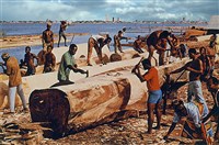 Кот-Д`Ивуар (заготовка древесины) (2)