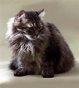 Кошки (норвежская лесная кошка)