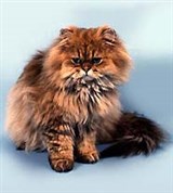 Кошки (персидская кошка)